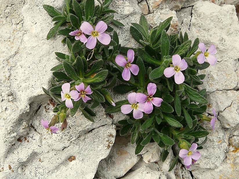 Aubretia columnae e Inula verbascifolia in habitat